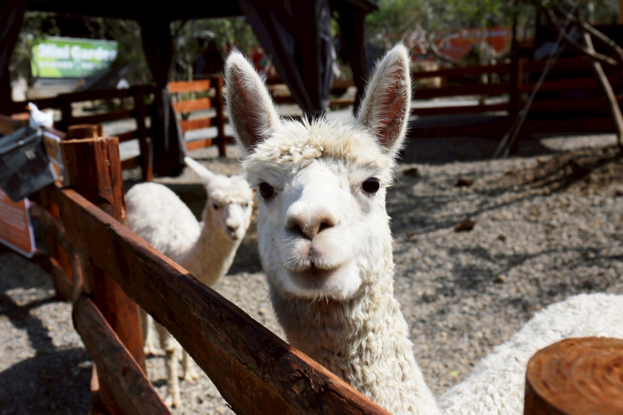 LINE_ALBUM_鹿芝谷照片_260121_32